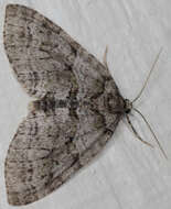 Image of Oak Winter Highflier