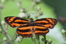 Image of Symbrenthia hippoclus Cramer 1782