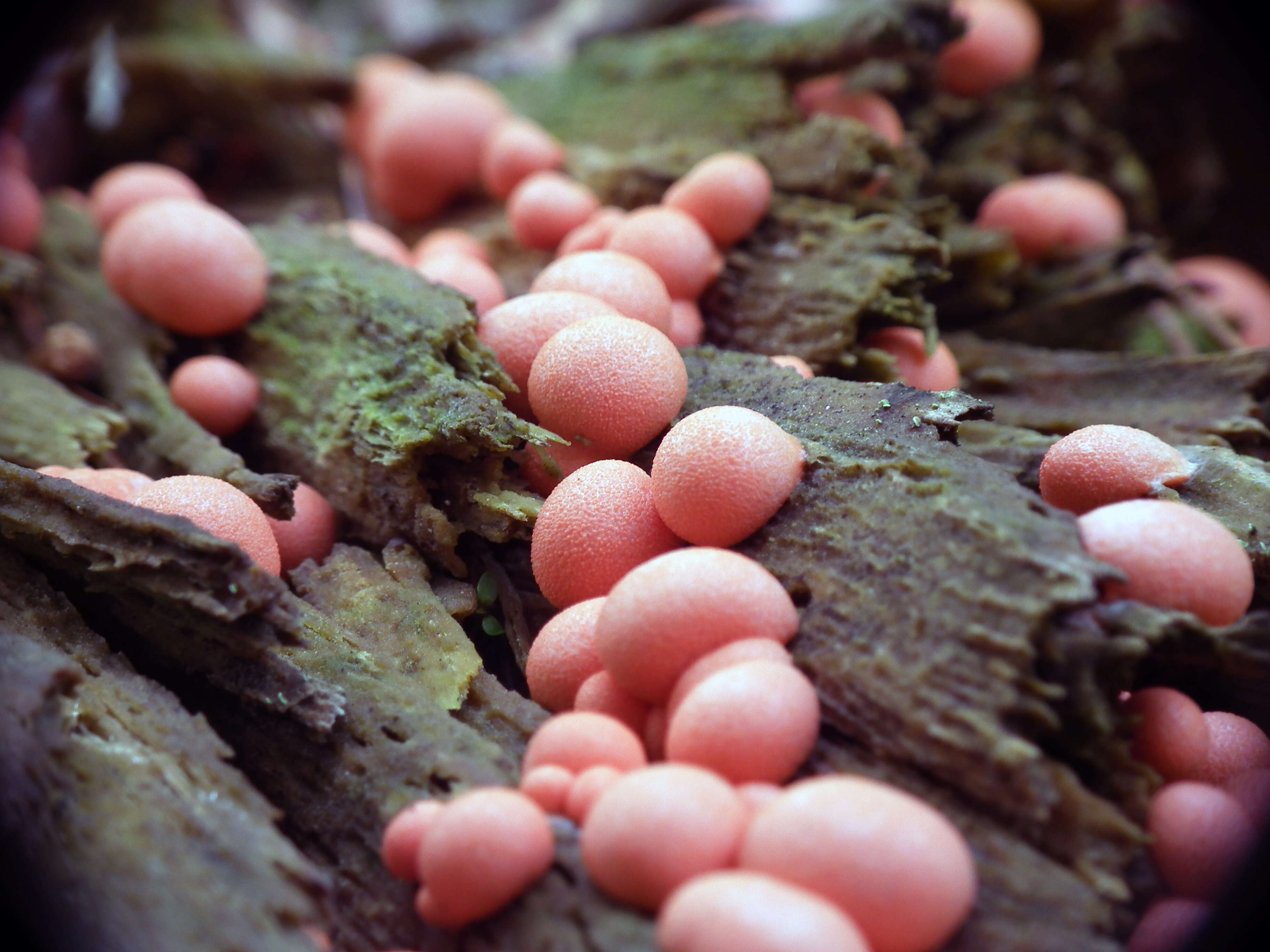 Image of Lycogala epidendrum