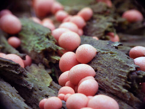 Image of Lycogala epidendrum