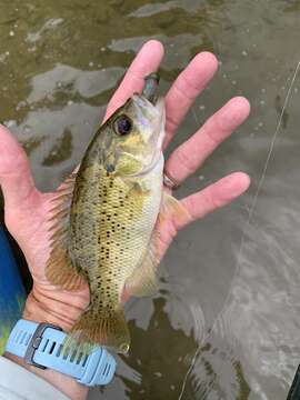 Image of Ozark bass