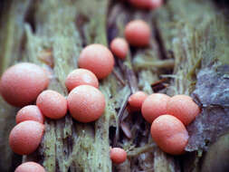 Image of Lycogala epidendrum