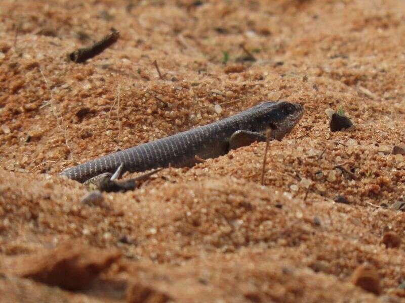 Image de Trachylepis sparsa (Mertens 1954)