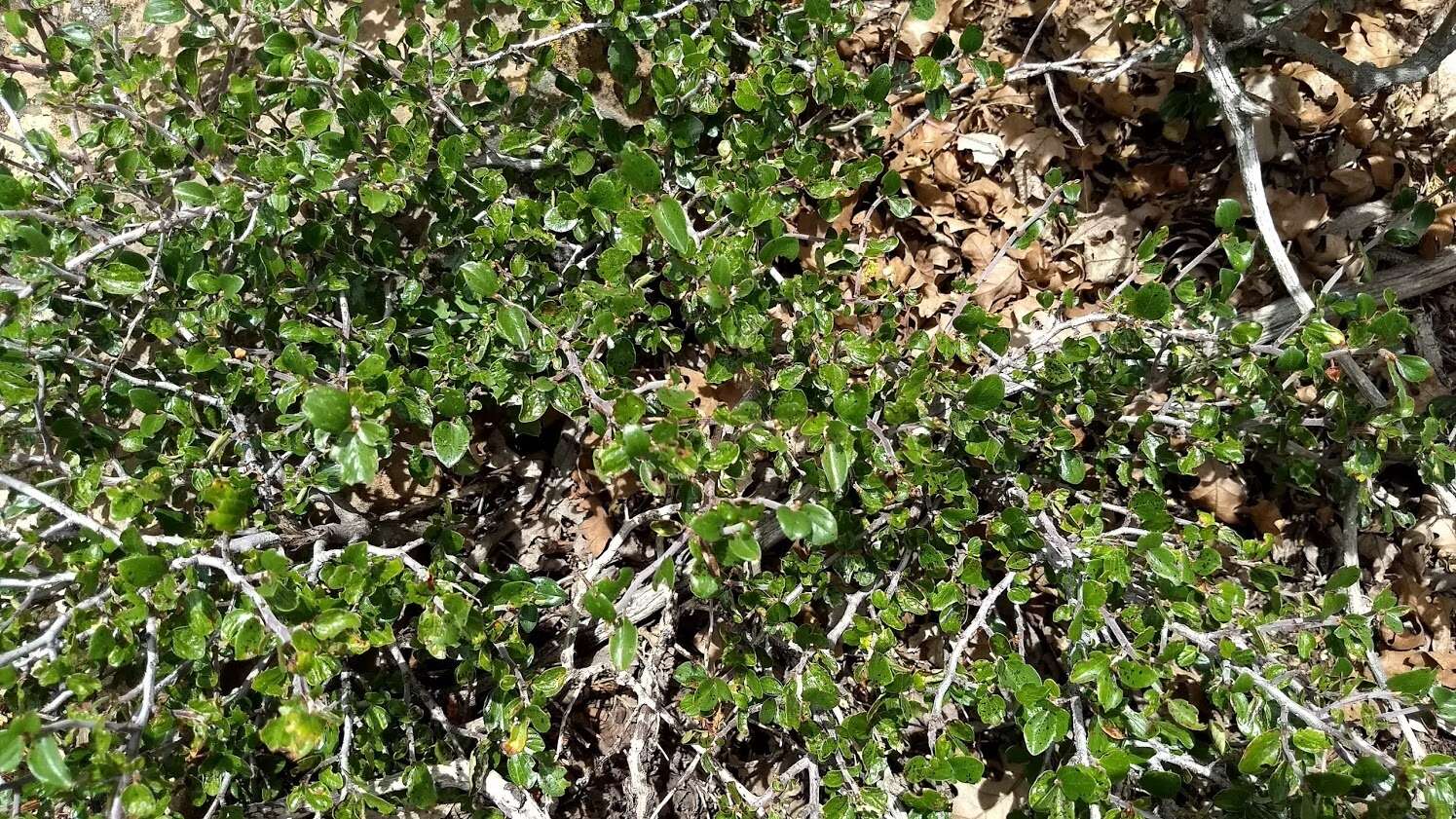 Plancia ëd Ceanothus martinii M. E. Jones