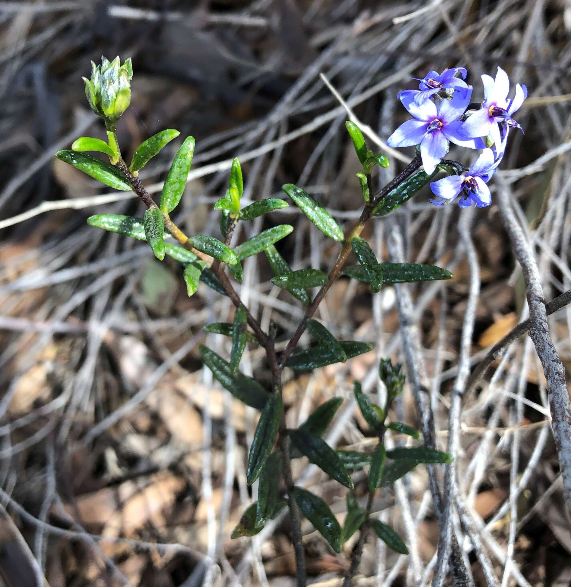 Image of Halgania andromedifolia Behr & F. Müll. ex F. Müll.