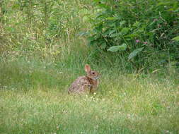 Image of New England Cottontail