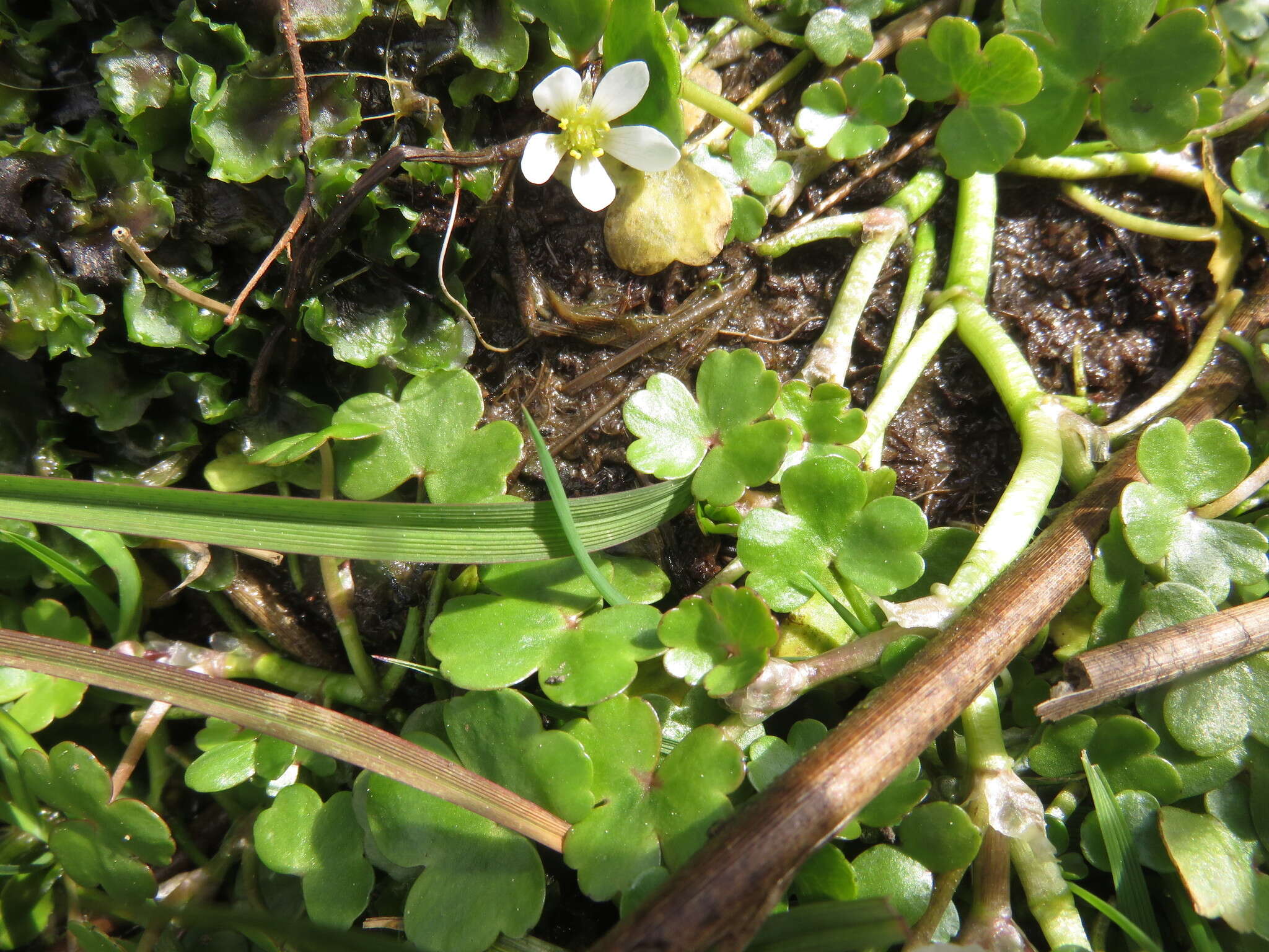 Ranunculus omiophyllus Ten.的圖片