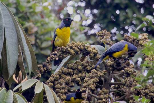 Image of Hooded Mountain Tanager