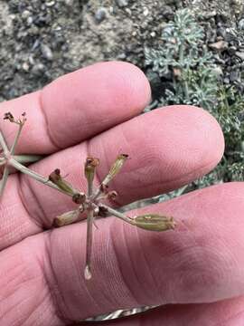 Image of Wenatchee desertparsley