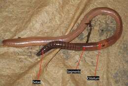 Image of earthworms