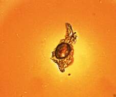 Image of Amoebidae