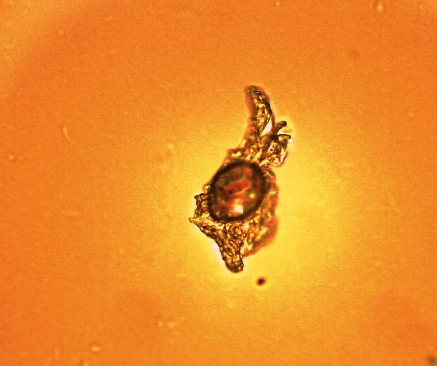 Image of Amoebidae