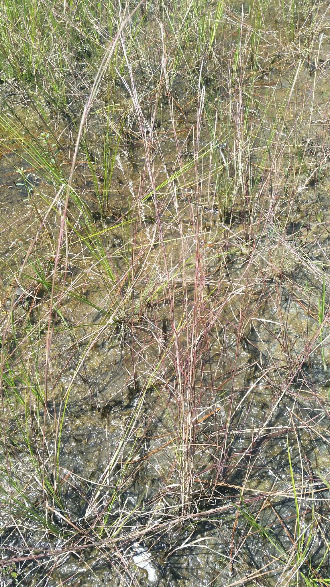 Image de Schizachyrium rhizomatum (Swallen) Gould