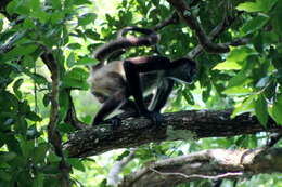 Image of Mexican spider monkey