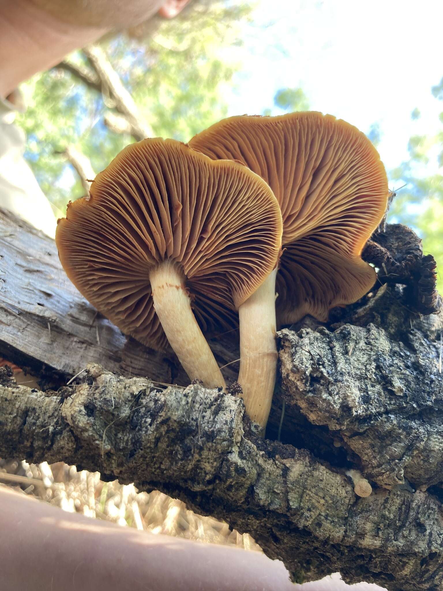 Imagem de Gymnopilus suberis (Maire) Singer 1951