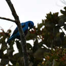 Cotinga nattererii (Boissonneau 1840)的圖片