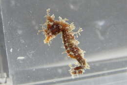 Image of Dwarf Seahorse