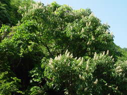 Image of Japanese Horse-chestnut