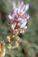 Sivun Astragalus flavus Nutt. ex Torr. & A. Gray kuva