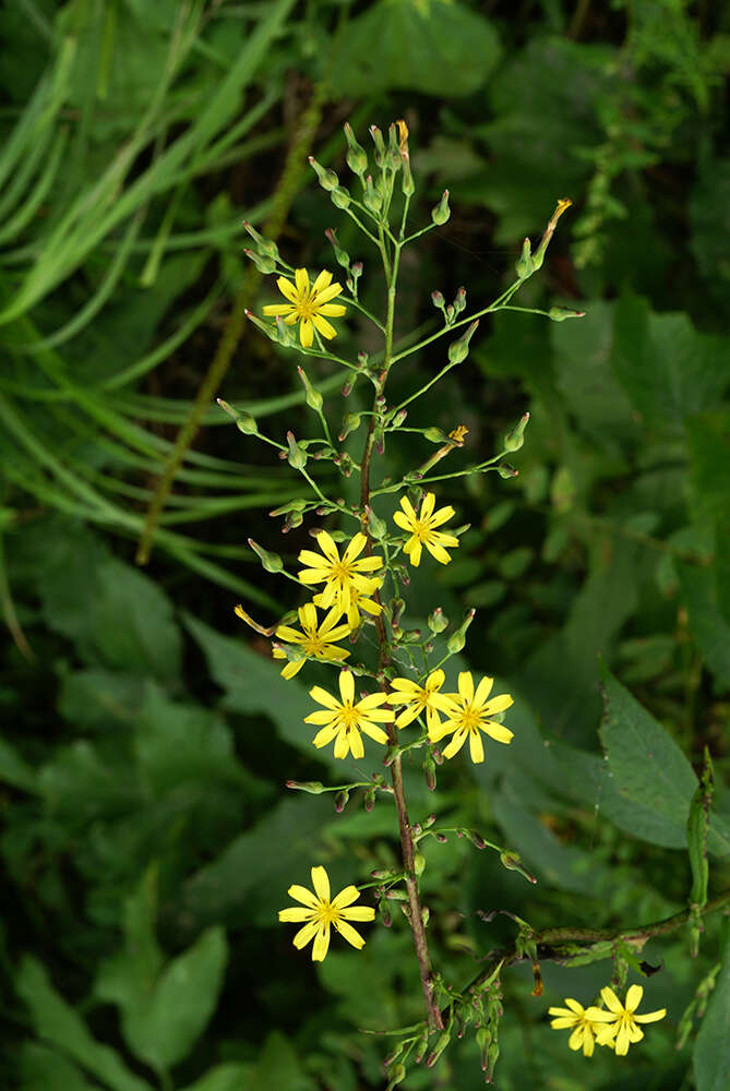 Image of Lactuca raddeana Maxim.