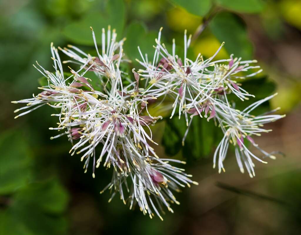 Image of Thalictrum aquilegiifolium