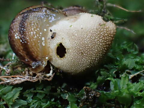 Image of <i>Bryoperdon acuminatum</i>