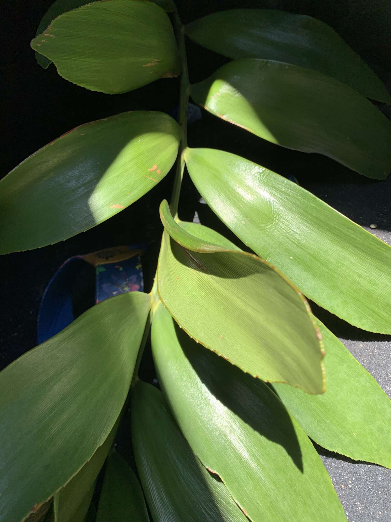 Image of Cardboard Palm