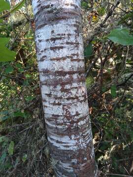 Imagem de Prunus emarginata var. mollis (Dougl.) Brewer