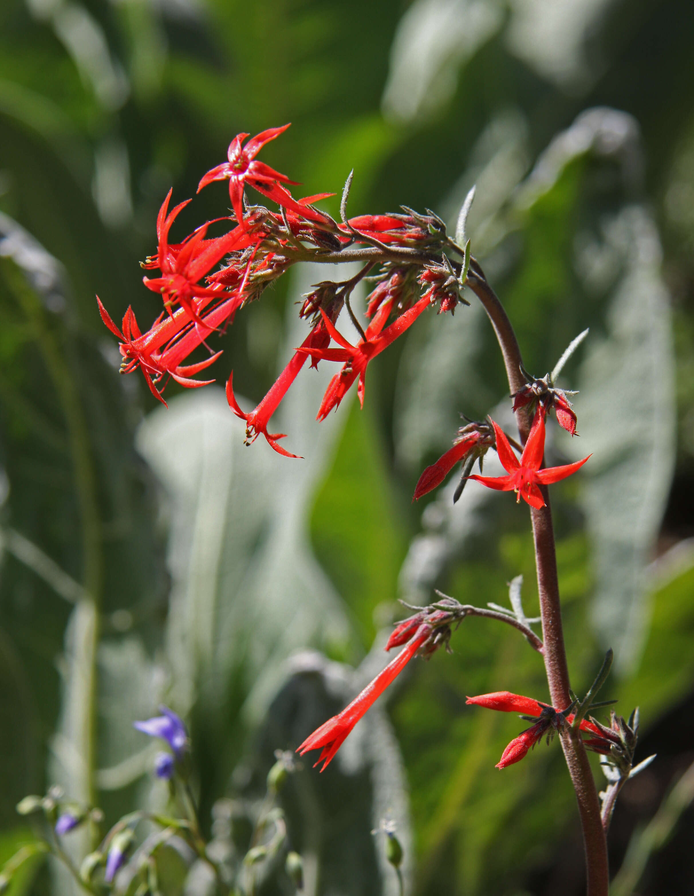 Image of Scarlet Gilia