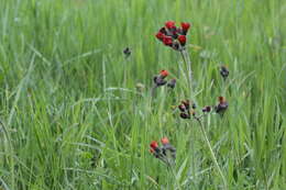 Imagem de Pilosella aurantiaca (L.) Sch. Bip., F. W. Schultz & Sch. Bip.