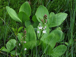 Image of bogbean