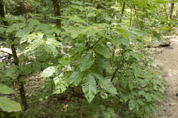 Castanea ozarkensis Ashe的圖片