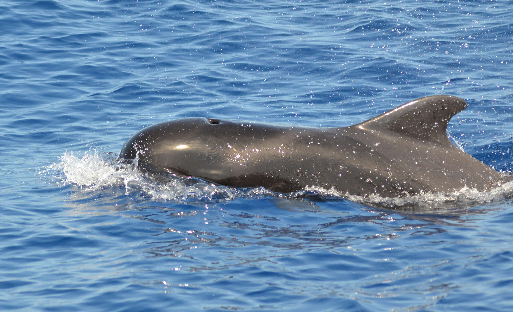 Слика од Globicephala macrorhynchus Gray 1846