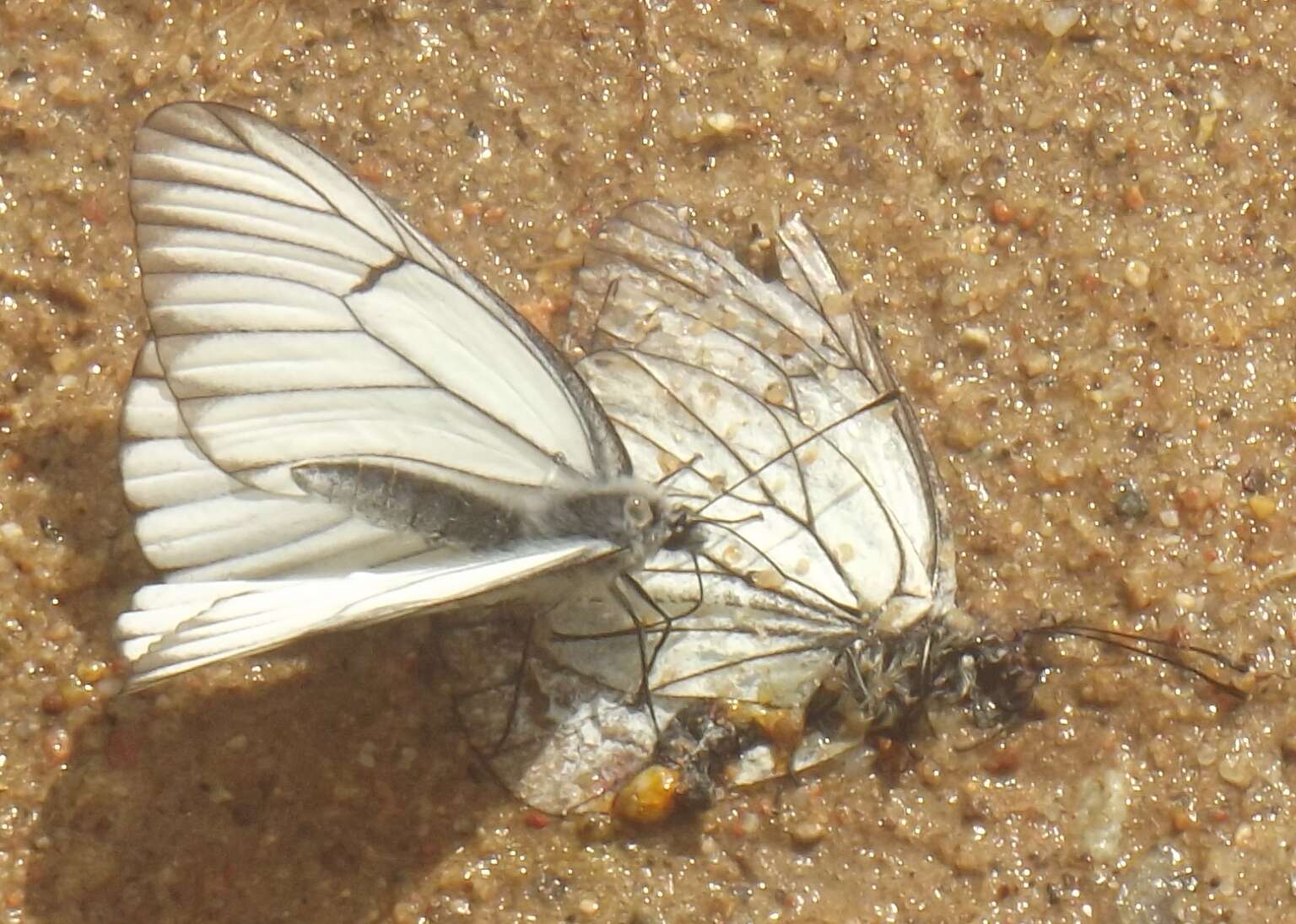 Image of Black-veined White