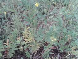 Image of Potentilla longifolia Willd.