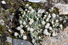 Image of Anaphalis nepalensis var. monocephala (DC.) Hand.-Mazz.