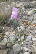 Image of Antirrhinum litigiosum Pau