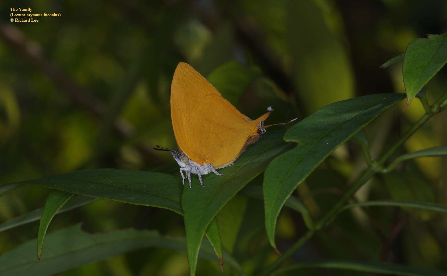 Слика од Loxura atymnus fuconius Fruhstorfer 1912