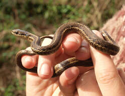 Image of Northwestern Garter Snake