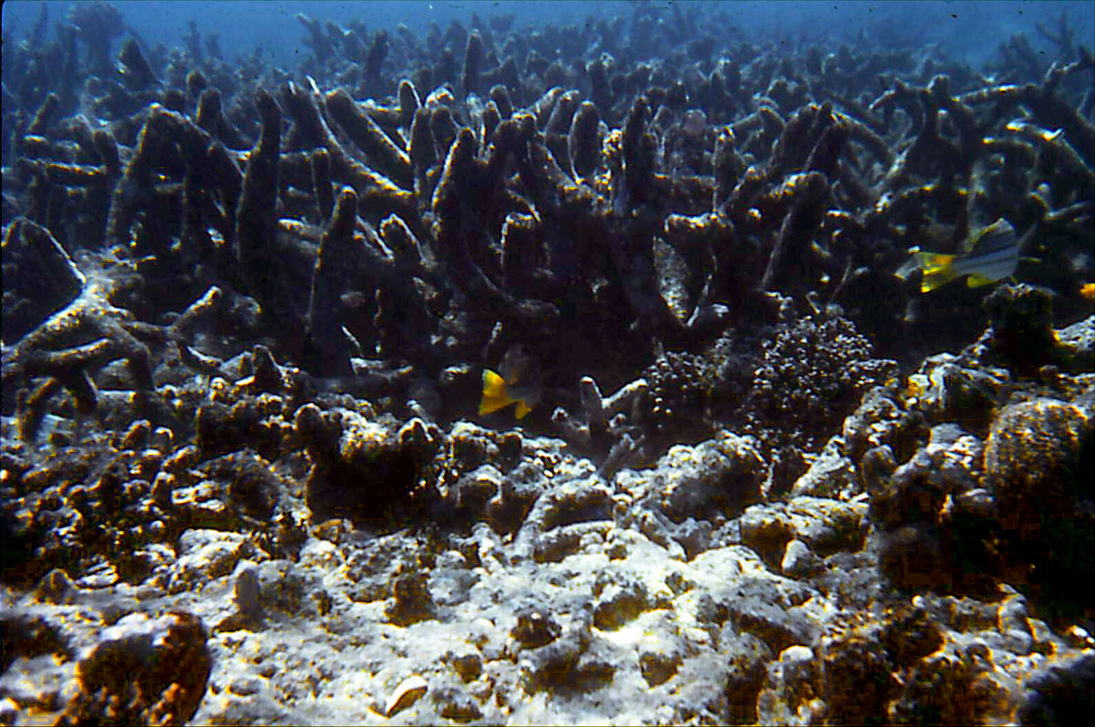 Image of crown of thorns starfishes