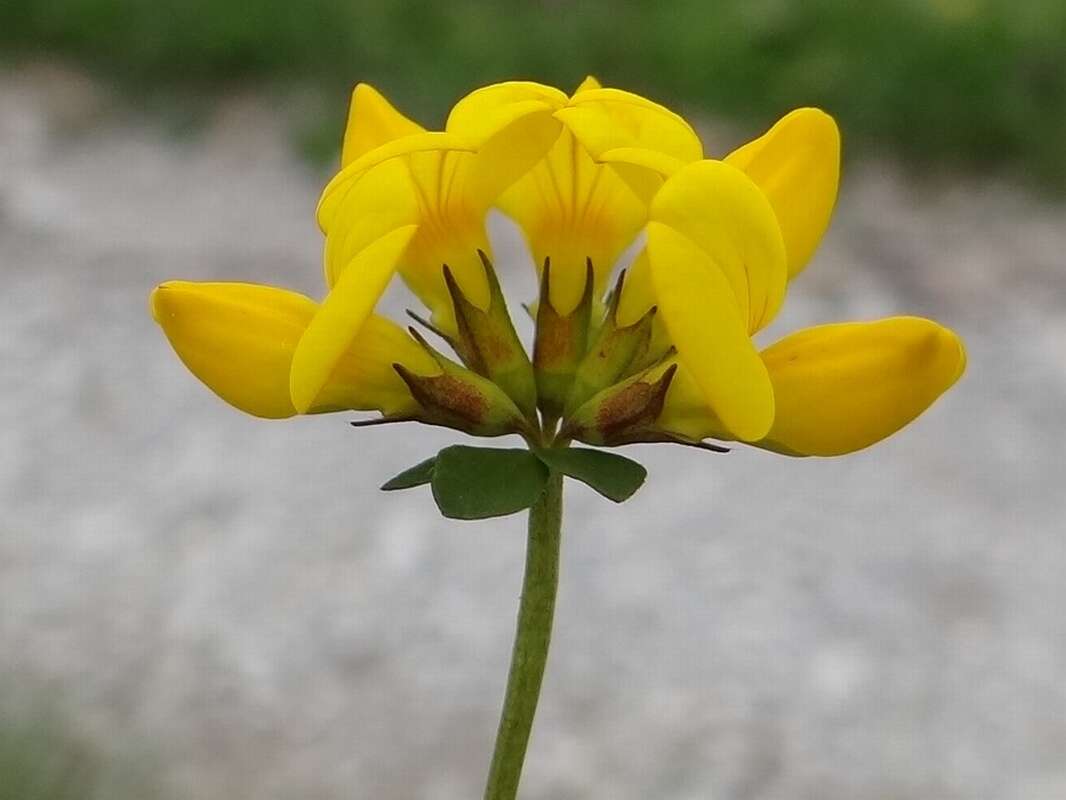 Image of Common Bird's-foot-trefoil