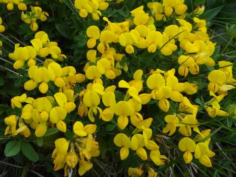 Image of Common Bird's-foot-trefoil