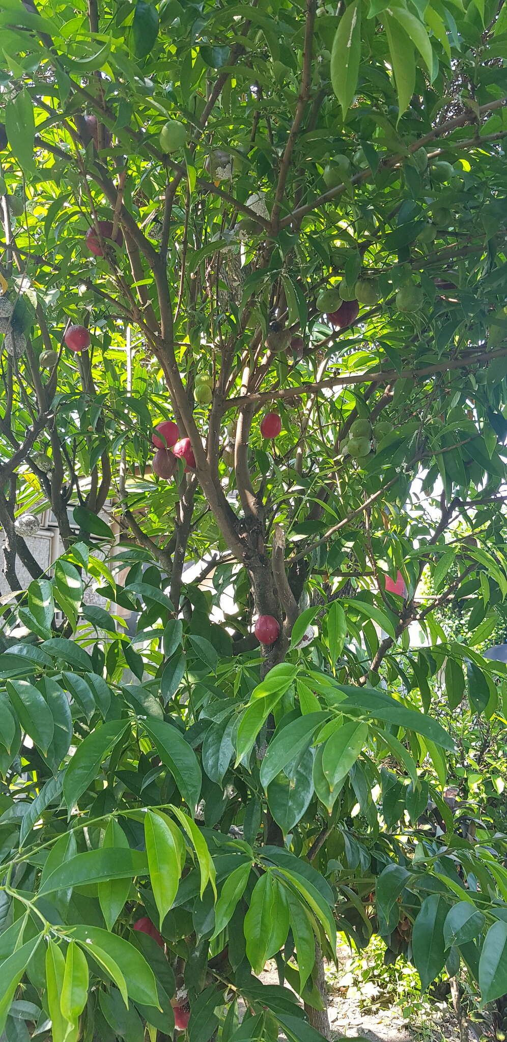 Image of Phaleria macrocarpa (Scheff.) Boerl.