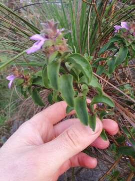 Image of Hemigenia incana (Lindl.) Benth.