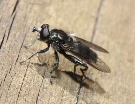 صورة Chalcosyrphus metallifer (Bigot 1884)