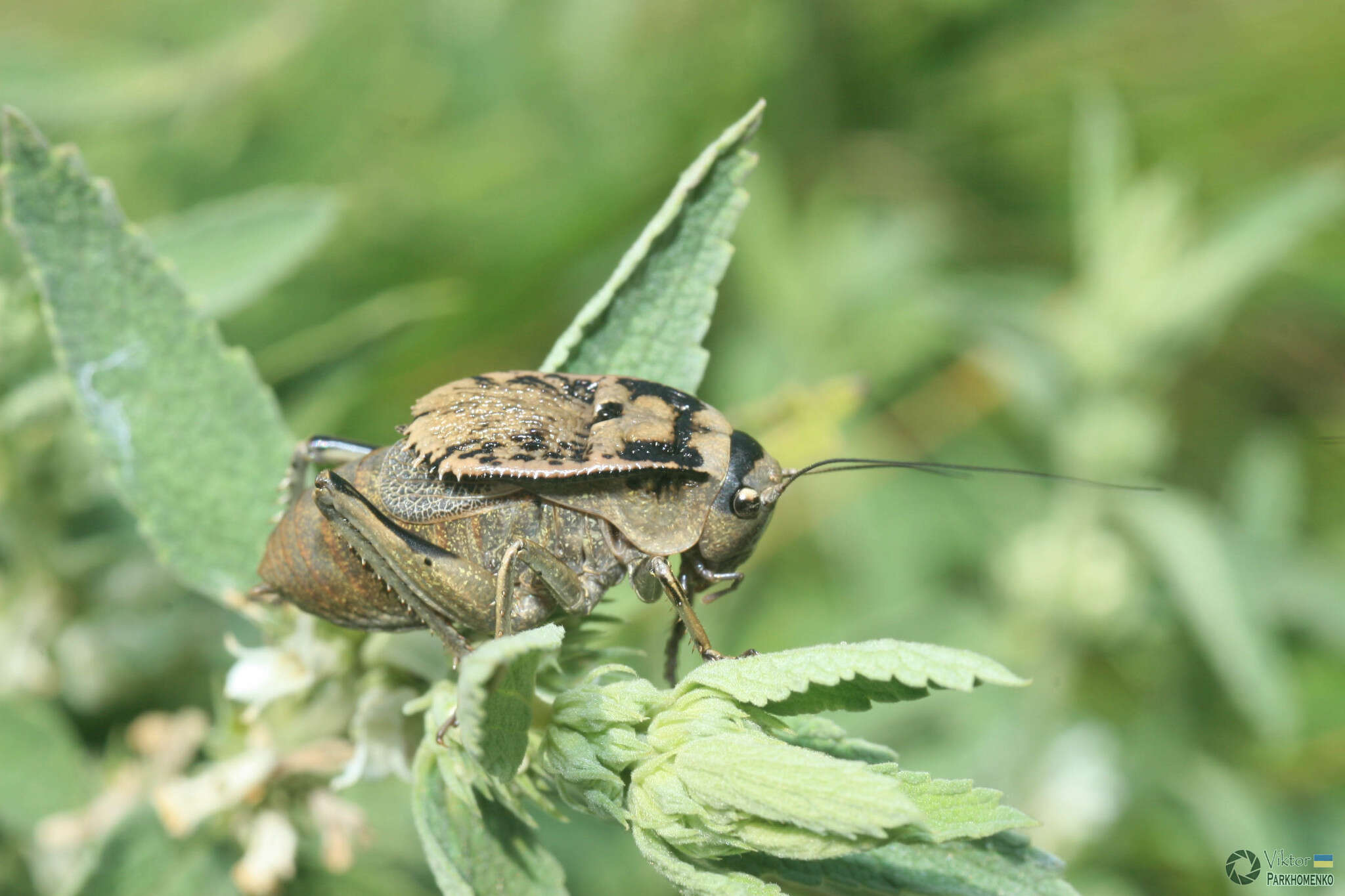 Image of Southern Barbed-wire Bush-cricket