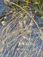 Image of Muhlenbergia capillaris var. capillaris