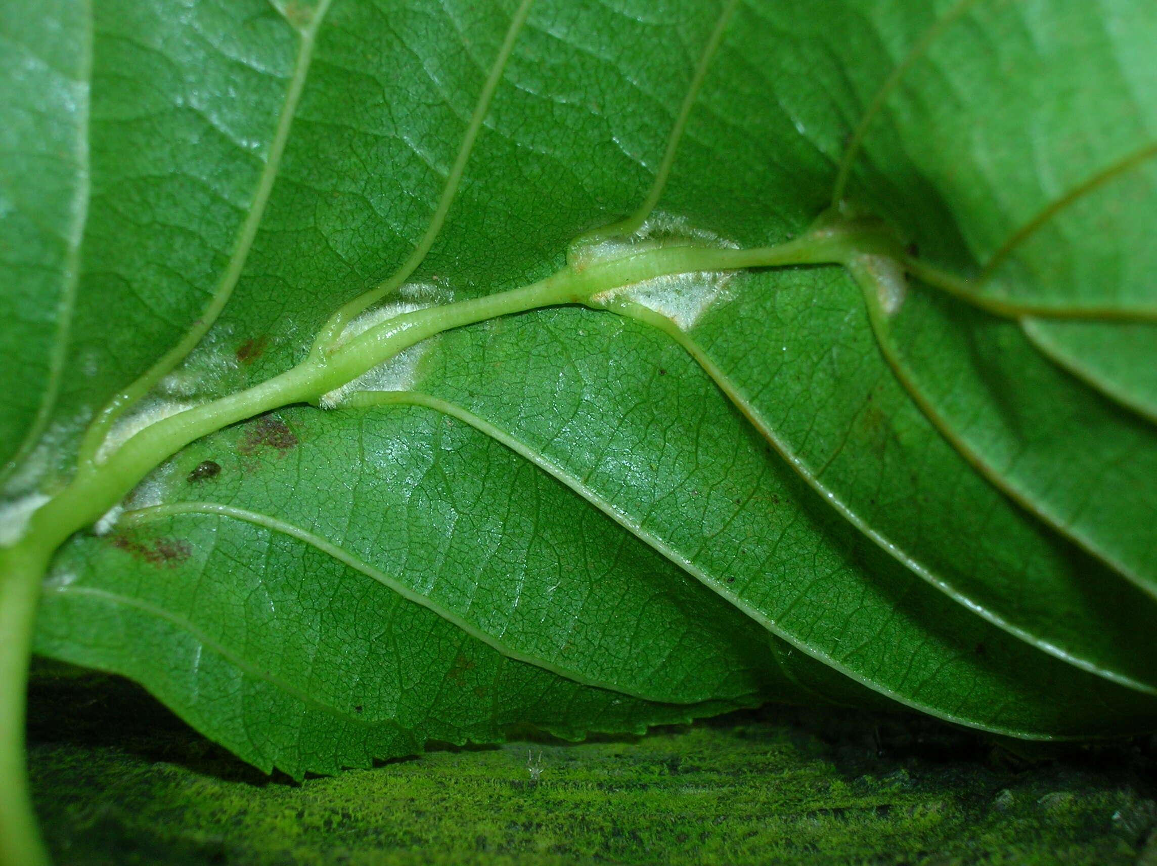 Image of Eriophyes inangulis