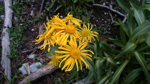 Image of Hymenoxys pinetorum (Standl.) M. W. Bierner