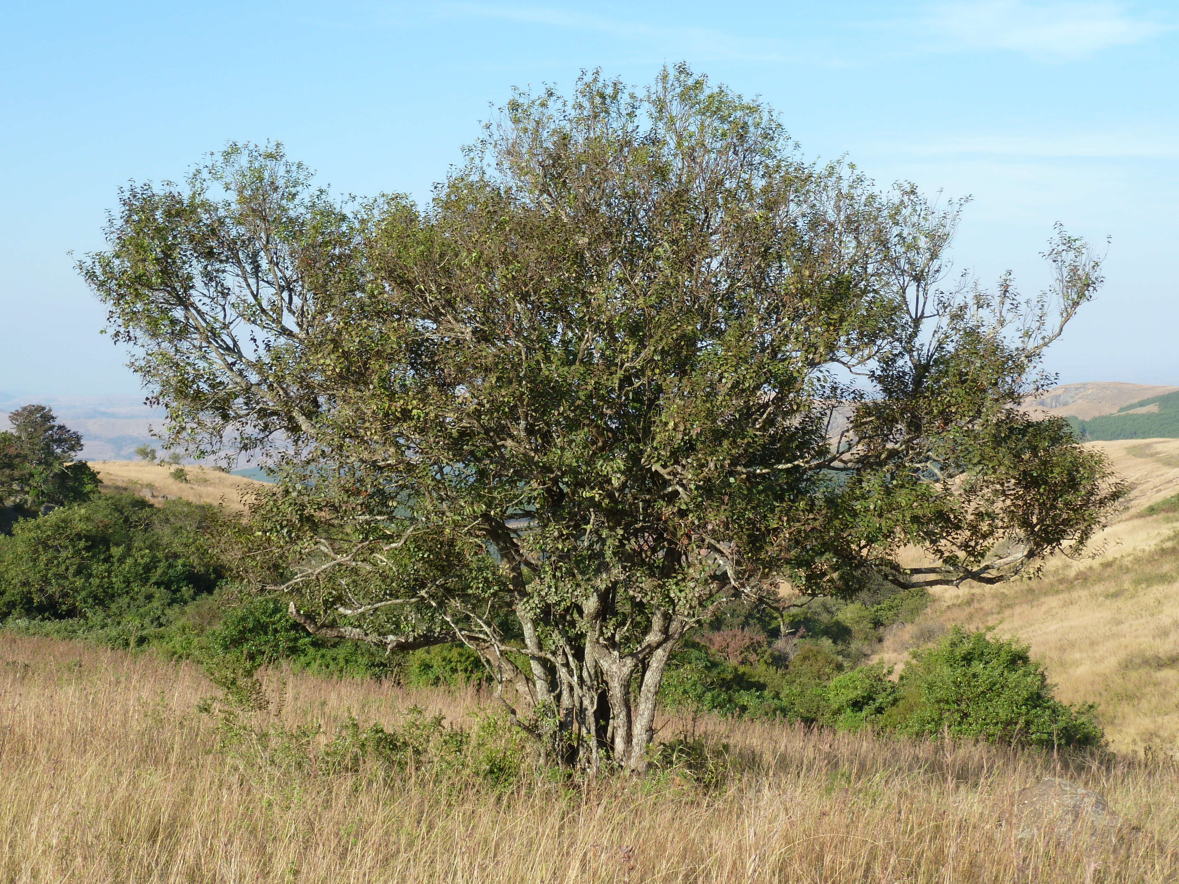 Imagem de Halleria lucida L.